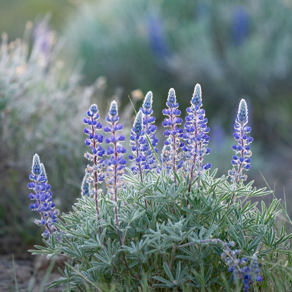 Lupine2_sm
